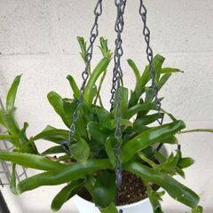 素人が育てた【鉢物植木】お引き取り限定‼️の画像