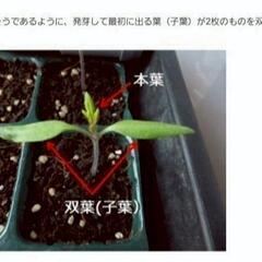 No.232【苗】🆕️商品‼️数量限定‼️大きな鞘に味濃の枝豆‼️⑭枝豆の苗【おちゃめっ娘】20個3000円(1個150円)‼️相場同品種1個248円～＋税‼の画像