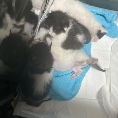 3人決まりました！残り3匹の子猫ちゃんが待っております