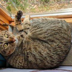 PETKIT 猫 トイレ 自動トイレ スマホ管理 センサー付きの画像