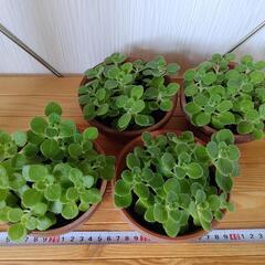 🌿お取置🌿観葉植物🌿アロマティカス・aromaticus🌿陶器鉢🌿の画像