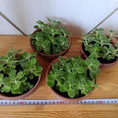 🌿お取置🌿観葉植物🌿アロマティカス・aromaticus🌿陶器鉢🌿の画像