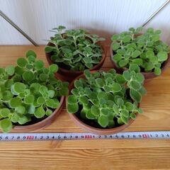 🌿お取置🌿観葉植物🌿アロマティカス・aromaticus🌿陶器鉢🌿の画像