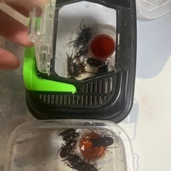 カブトムシとクワガタの画像