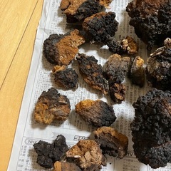 カバノアナタケ　北海道産1.3kg
の画像