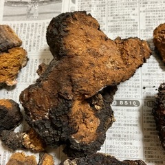 カバノアナタケ　北海道産1.3kg
の画像