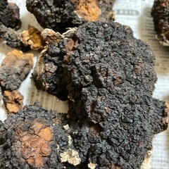 カバノアナタケ　北海道産1.3kg
の画像