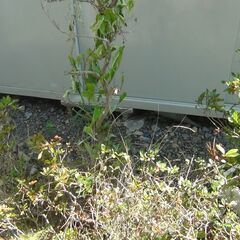 盆栽 もうあまり良い物が残っておりません 欲しい物選んでどうぞの画像