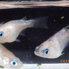 半ダルマ（3ペア）の画像