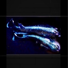 🪼ラムネブルーロングフィンメダカ【針子１２匹 】の画像