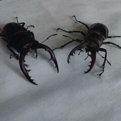 ノコギリ・ミヤマクワガタ