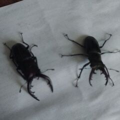 ノコギリ・ミヤマクワガタの画像