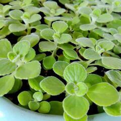 🌿お取置🌿観葉植物🌿アロマティカス・aromaticus🌿水色陶器鉢🌿の画像
