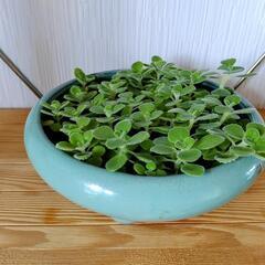 🌿お取置🌿観葉植物🌿アロマティカス・aromaticus🌿水色陶器鉢🌿の画像