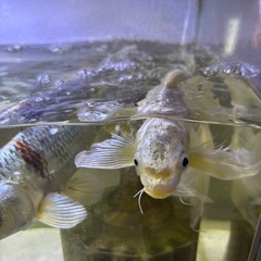 ヒレナガ鯉と錦鯉の画像