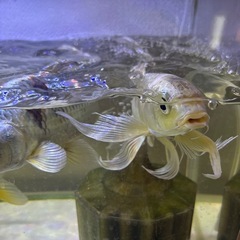 ヒレナガ鯉と錦鯉の画像