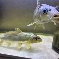 ヒレナガ鯉と錦鯉の画像