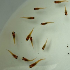 メダカ(楊貴妃メダカ)稚魚 5匹300円の画像