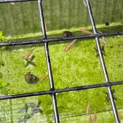 メダカ(楊貴妃メダカ)稚魚 5匹300円の画像