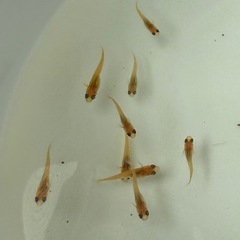 メダカ(楊貴妃メダカ)稚魚 5匹300円の画像