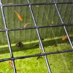 メダカ(楊貴妃メダカ)稚魚 5匹300円の画像