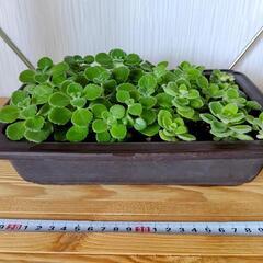 🌿お取置🌿観葉植物🌿アロマティカス・aromaticus🌿陶器鉢🌿の画像