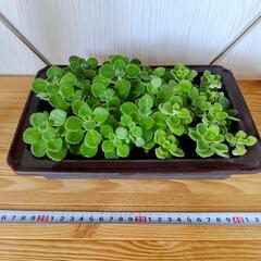 🌿お取置🌿観葉植物🌿アロマティカス・aromaticus🌿陶器鉢🌿の画像