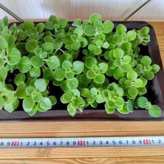 🌿お取置🌿観葉植物🌿アロマティカス・aromaticus🌿陶器鉢🌿の画像