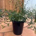 ランキングキーワードに紐づく投稿画像-多肉植物
