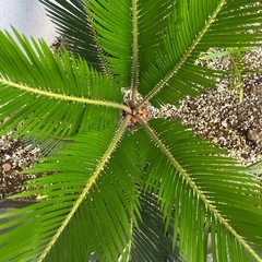 元気なソテツ　蘇轍　そてつの画像