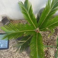元気なソテツ　蘇轍　そてつの画像