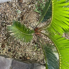 元気なソテツ　蘇轍　そてつの画像