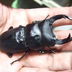 三重県産オオクワガタ F1 ♂70ミリ ♀46ミリ ペアの画像