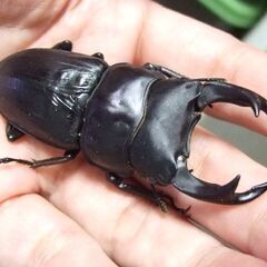 三重県産オオクワガタ F1 ♂70ミリ ♀46ミリ ペアの画像