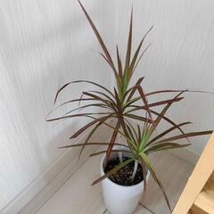 お話中🌿観葉植物🌿コンシンネ🌿白陶器鉢🌿の画像