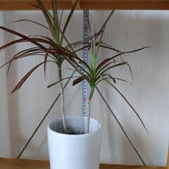お話中🌿観葉植物🌿コンシンネ🌿白陶器鉢🌿の画像
