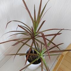 お話中🌿観葉植物🌿コンシンネ🌿白陶器鉢🌿の画像