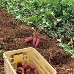 野菜作り🍂🍠🥦︎種蒔から初めよう農園の画像