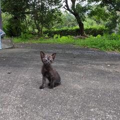 ちびネコちゃん　4日目でたおれそう【綾町】