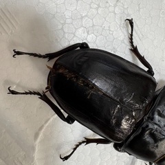 76×49 オオクワガタ　ペア　CBF11の画像