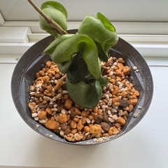 観葉植物　ホヤ　コンパクタ　002の画像