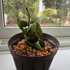 観葉植物　ホヤ　コンパクタ　002の画像