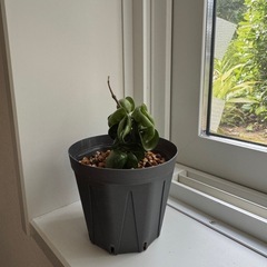 観葉植物　ホヤ　コンパクタ　002