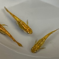 めだか　金塊　トリオ
の画像