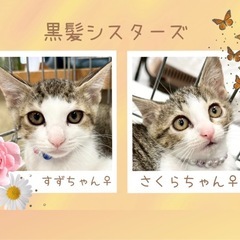 キジ白美猫🤍すずちゃん＆🌸さくらちゃん