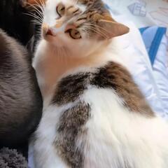 猫のココアちゃん