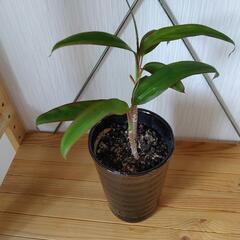 🌿観葉植物🌿プリンス・アルベルト🌿黒色陶器鉢🌿の画像