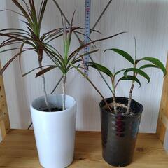 🌿観葉植物🌿プリンス・アルベルト🌿黒色陶器鉢🌿の画像