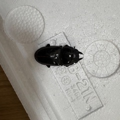 55×49 オオクワガタ　ペア　CBF11の画像