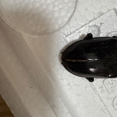 55×49 オオクワガタ　ペア　CBF11の画像